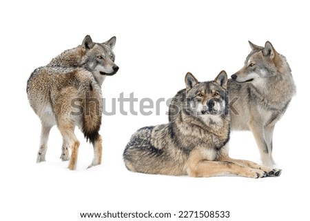 wolves on snow in winter isolated on white background.
