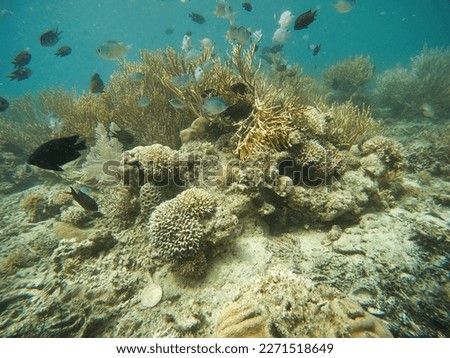 Shot of a coral reef, in the foreground a school of fish, in the background the turquoise sea.