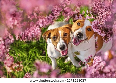 Two Dog face in spring flowering tree Royalty-Free Stock Photo #2271523037