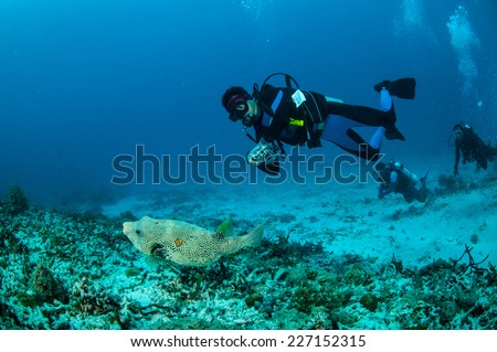 Divers and pufferfish Arothron mappa swimming in Gili, Lombok, Nusa Tenggara Barat, Indonesia underwater photo. Diver is taking pictures a pufferfish.