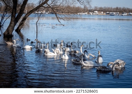 On a sunny spring day, swans and ducks on the river swim along the shore in search of food.