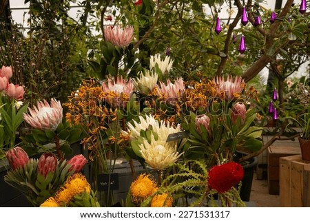 The giant Protea Cynaroides or King Protea and Protea Nutan of Proteaceae family with Banksia at exhibition in greenhouse. Agribusiness or floriculture.

Plantation and cultivation of exotic plants. Royalty-Free Stock Photo #2271531317