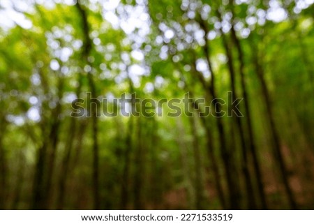 Blurred or defocused lush forest background. Nature blurry backdrop photo.