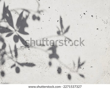 Shadows of olive leaves on white background. Olive branches textured backgrounds. Extraction of olive oil. Space for text. Royalty-Free Stock Photo #2271537327