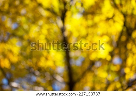bokeh in yellow and green background