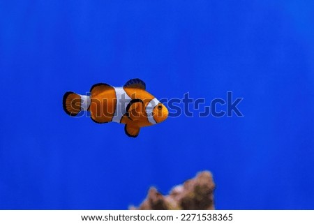 Underwater shot of fish Amphiprion ocellaris close up Royalty-Free Stock Photo #2271538365