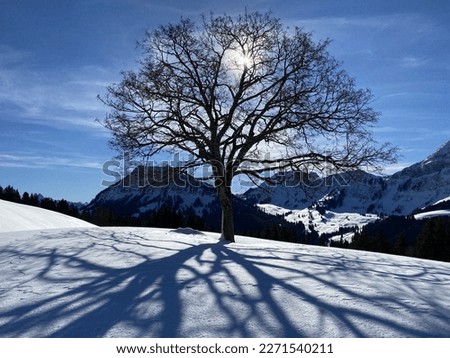 A magical play of light and shadow on a pure white snow cover in a mixed alpine forest, Schwägalp mountain pass - Canton of Appenzell Ausserrhoden, Switzerland (Schweiz)