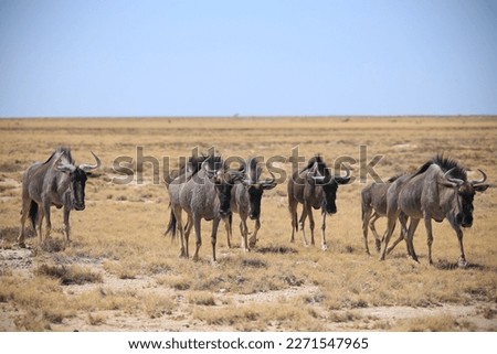 a group of wildebeests in the endless grass plain of Etosha NP, Namibia