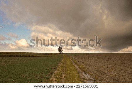 Storm clouds lonely tree in the fields. Dirt road leading through te fields. Countryside landscape, rural panoramic landscape.