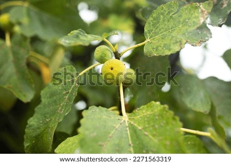 Green figs on a fig tree in Adelaide, South Australia, during summer