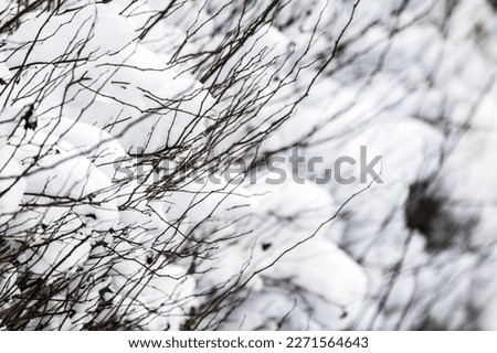 Fluffy snow is on bare branches on a winter day, abstract natural background photo with selective soft focus