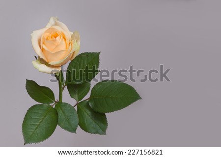 Yellow rose on a stem with leaves isolated on a gray background. Full Bloom trend. 