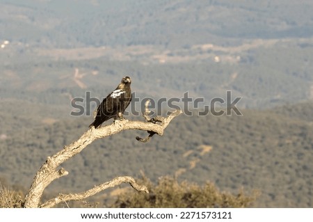 Adult female Spanish Imperial Eagle at her favorite vantage point within her breeding territory in a Mediterranean mountain area at first light on a cold January day