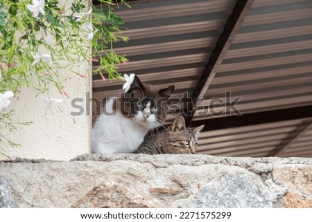 A beautiful male cat with beautiful blue eyes and brown and white fur is hiding behind a column staring at the camera.