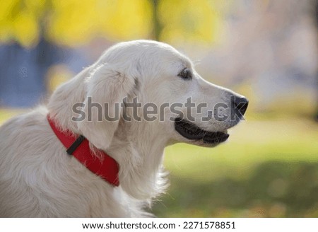 Belgrade, Serbia. November 10th, 2022. Side picture of a cute adult golden retriever on a sunny day with a nature blur background.