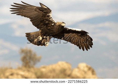 Adult female Spanish Imperial Eagle flying within her breeding territory in a Mediterranean mountain area at first light on a cold January day
