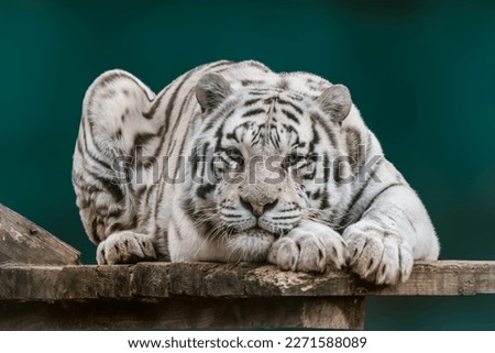 White tiger with black stripes peacefully laying on wooden deck. Close-up view with blurred green background. Wild big cat