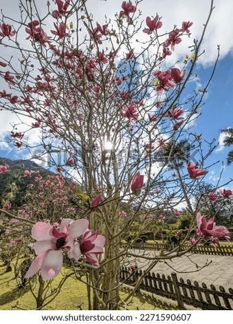 Magnolias blooming under the blue sky and white clouds