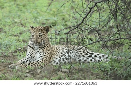 A leopard resting under a bush. Taken in Kenya