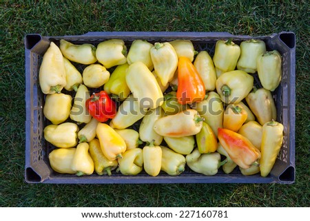 Harvest bell peppers in a box