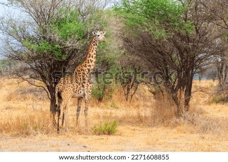 Giraffe in savanna in Tarangire national park in Tanzania. Wild nature of Tanzania, East Africa Royalty-Free Stock Photo #2271608855