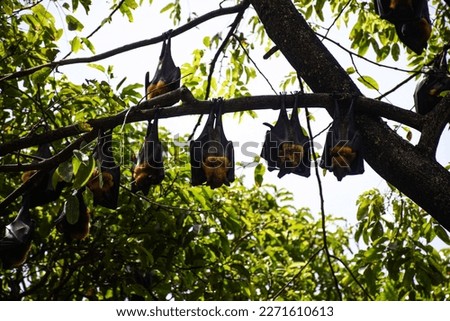 Lyle's flying fox (hen's bat) on a tree at Wat Pho, Bang Khla, Chachoengsao Province, Thailand, can be seen clearly during the day and it is active at night by feeding on plants.