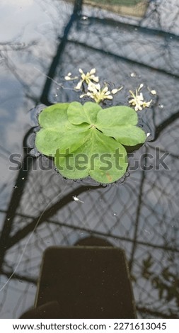 Four leaf clover floating on the water