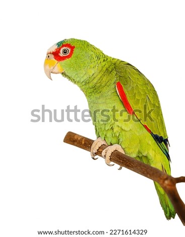 Parrot. Mexican Red Headed Amazon isolated on white. High quality photo