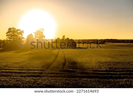 a crop field in a sunset