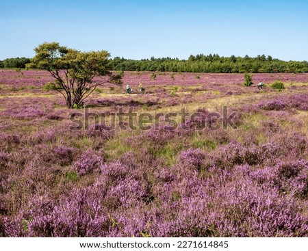 People riding bicycle and purple heather in nature reserve Zuiderheide heathland near Hilversum, het Gooi, Netherlands Royalty-Free Stock Photo #2271614845