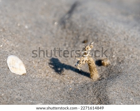 Sand mason worm, Lanice conchilega, tube of cemented sand grains and shell fragments with fringe, Waddensea, Netherlands