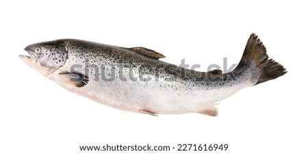 Salmon fish isolated on white without shadow with clipping path Royalty-Free Stock Photo #2271616949