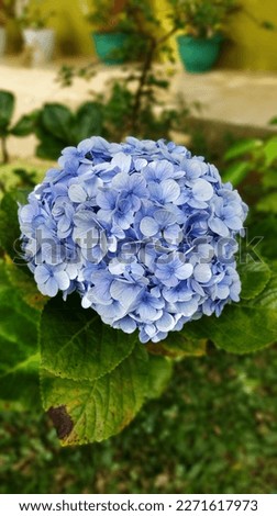 I took the picture of Blue Hydrangea Flower, in the blissful morning this to place at my uncle's garden. by all means this flower represents a great mood to start the day, and it was so beautifull.