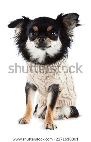 Chihuahua wearing warm sweater isolated white backgound