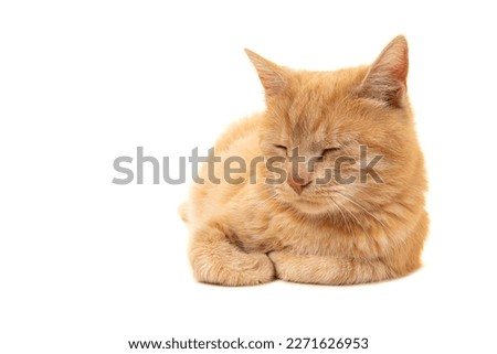 Adult ginger sleeping cat seen from the front lying down isolated on a white background Royalty-Free Stock Photo #2271626953