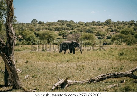Elephant on savannah in Africa Royalty-Free Stock Photo #2271629085