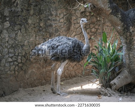 Nandu ostrich in a park in Sri Lanka Colombo Kotte