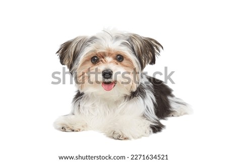 Cute maltese puppy isolated on white background Royalty-Free Stock Photo #2271634521