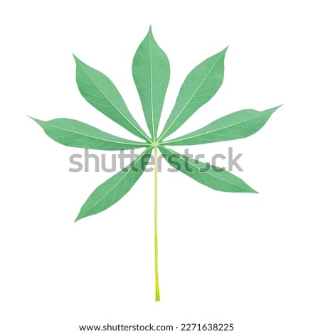 Top view photo of back side of single cassava leaf is isolated on white background with clipping path.