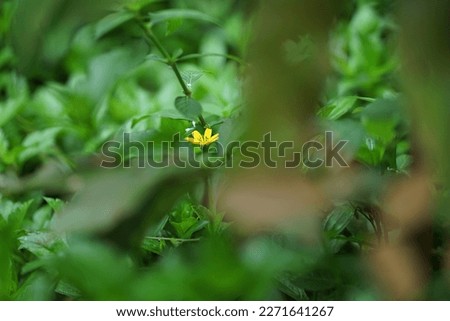 A pictures of flower surrounded by vegetation