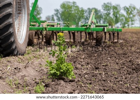 Butterweed weed growing in farm field with tractor and cultivator. Weed control, herbicide and farming concept.