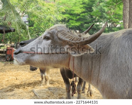 Picture of Buffalo  in the farm