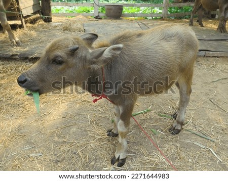 Picture of baby buffalo eating grass in the farm