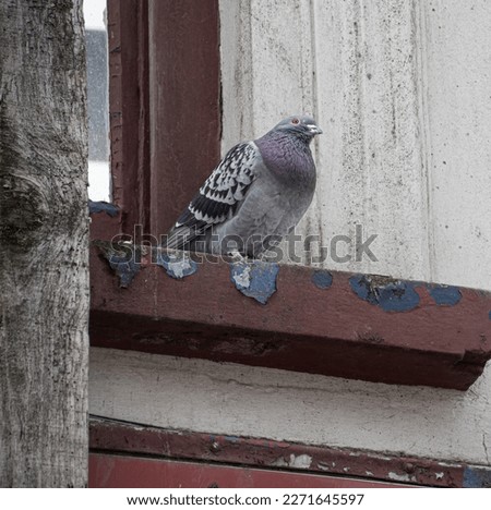 Pigeon Roosting  on a derelict  Building  