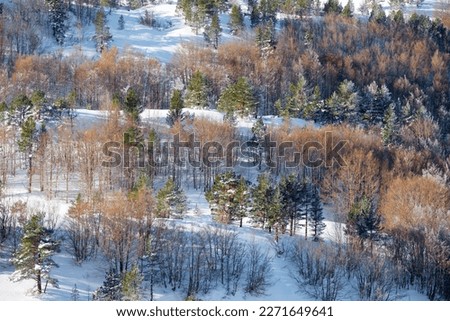 Snowy winter forest in the Pyrenees at Aquitaine in France