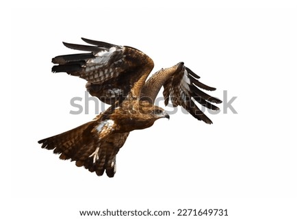 Bird of prey Black kite (Milvus migrans) flying isolated on a white background.