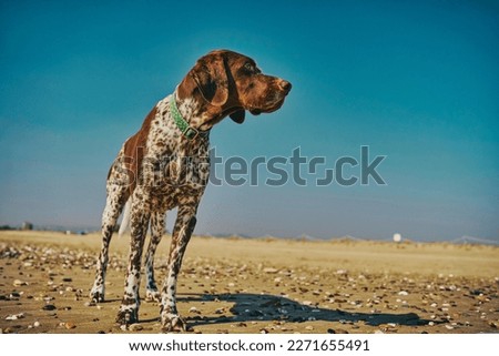  Brako breed dog enjoys the beach in the Mediterranean on a sunny day with a blue sky                              