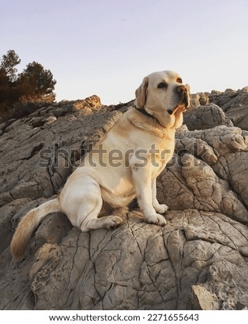 Beautiful Labrador Retriever in Green Mountain Landscape