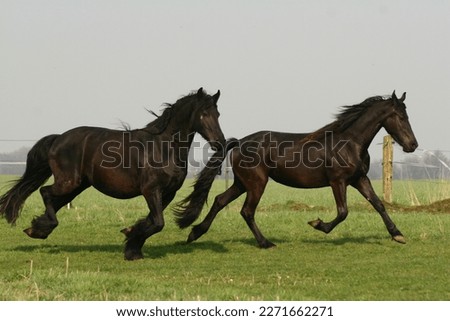 Friesian horses enjoy time on the meadow Royalty-Free Stock Photo #2271662271
