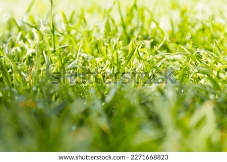 Textural picture of green grass